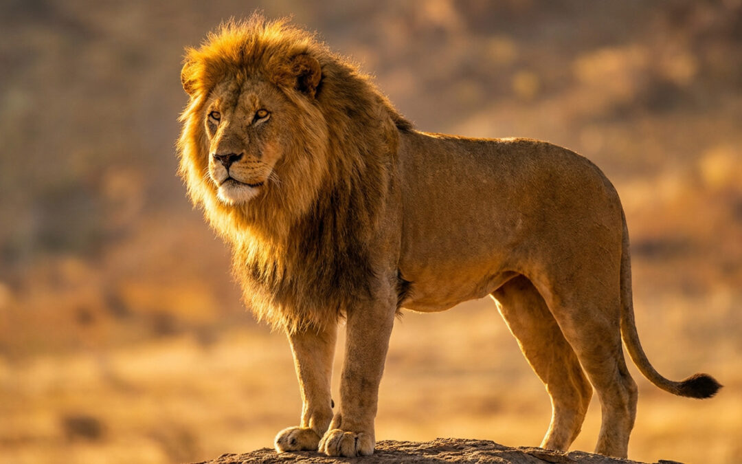 A majestic male lion stands powerfully, its golden mane glowing in warm sunlight against a blurred golden-earthy background.