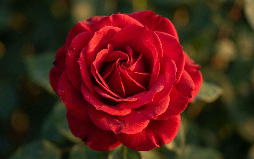 A high-resolution, close-up of a vibrant red rose with velvety petals in sharp focus, set against a soft, blurred green foliage background with warm, ambient lighting.